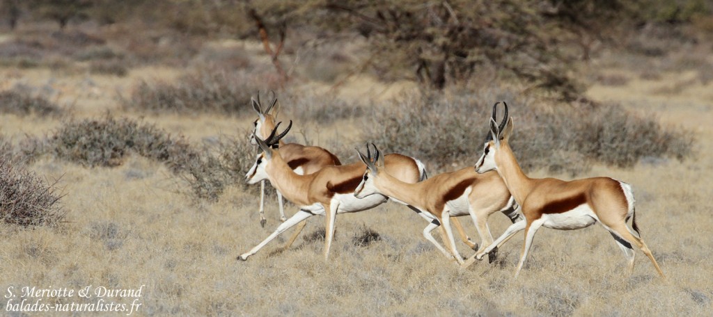 Springbok (Naukluft)