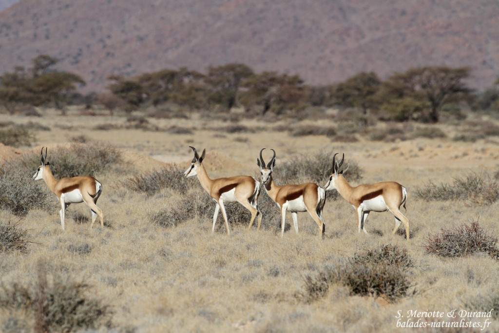 Springbok (Naukluft)