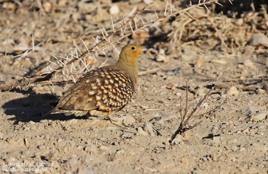 Ganga namaqua (mâle) au sud de Windhoek