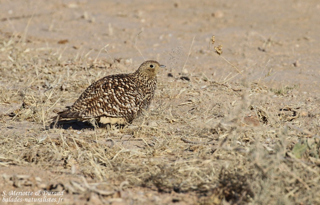Ganga namaqua (femelle) au sud de Windhoek