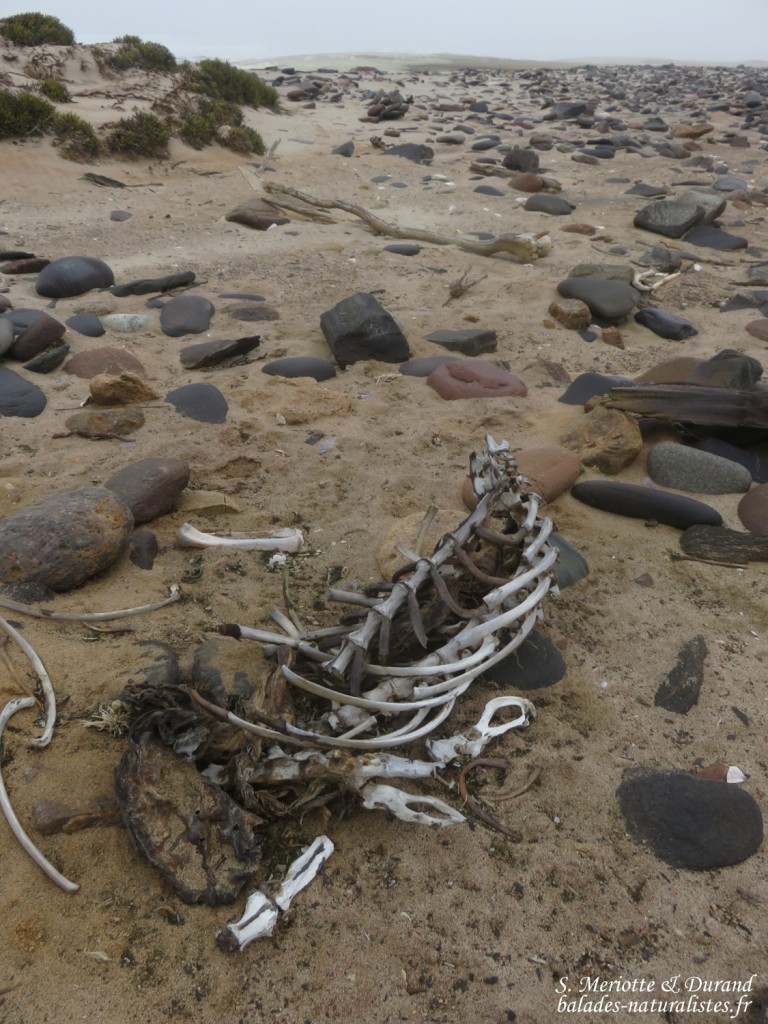 Skeleton coast porte bien son nom !