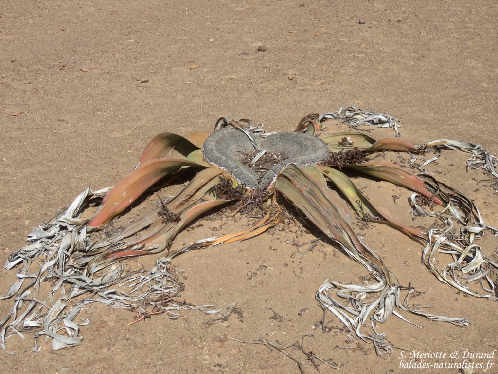 Welwitschia mirabilis, Parc National de la Skeleton coast