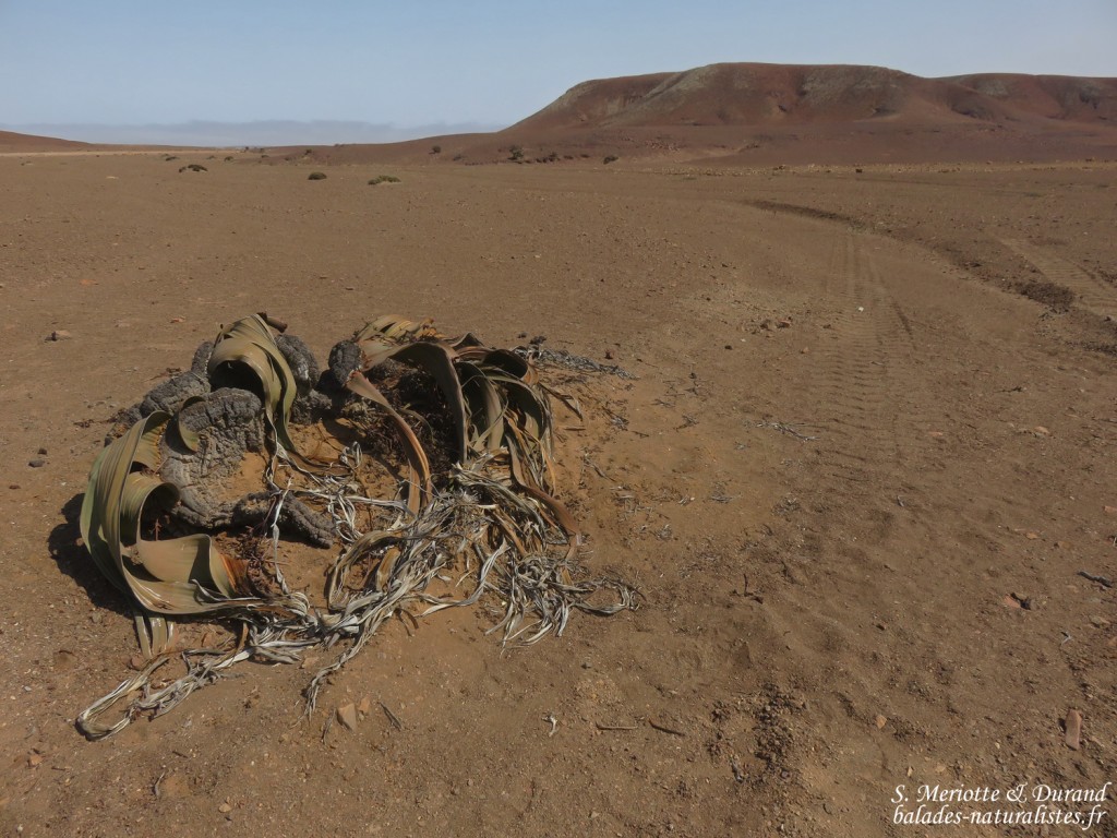 Welwitschia mirabilis, Parc National de la Skeleton coast