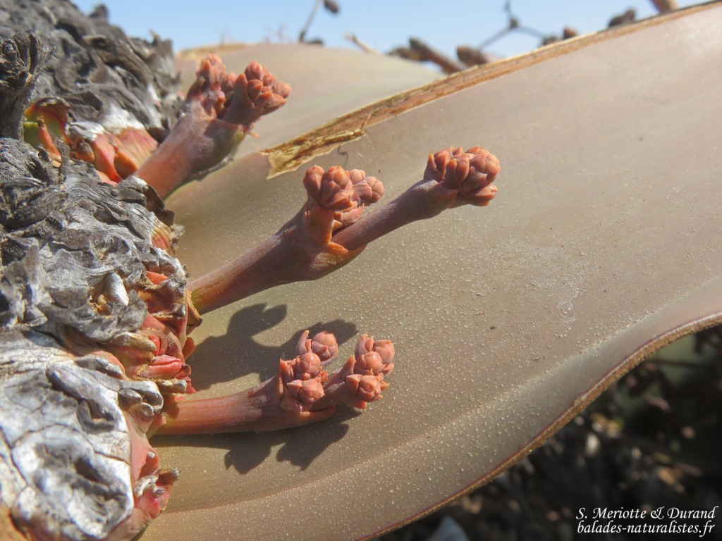 Welwitschia mirabilis, Parc National de la Skeleton coast