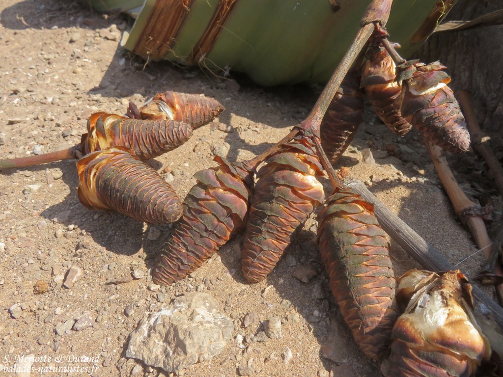 Welwitschia mirabilis, Parc National de la Skeleton coast