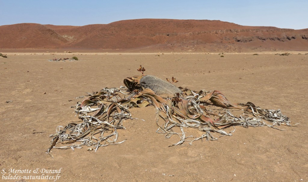 Welwitschia mirabilis, Parc National de la Skeleton coast
