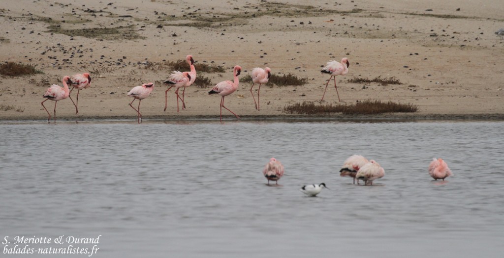 Flamants nains, Skeleton coast