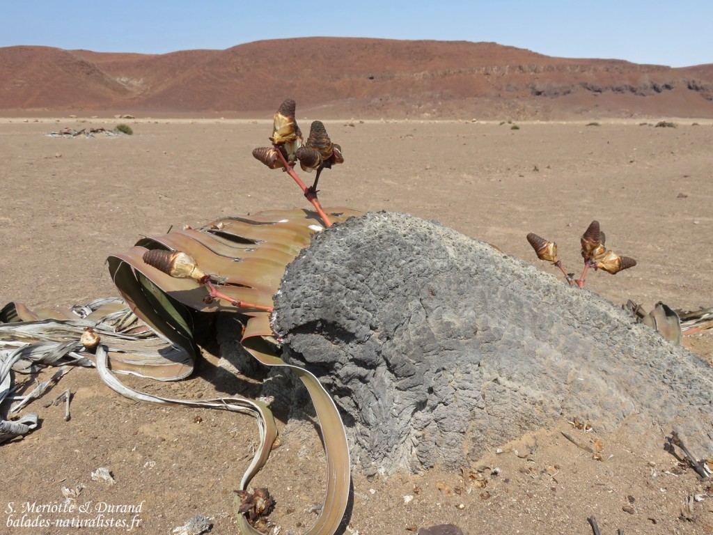 Welwitschia mirabilis, Parc National de la Skeleton coast