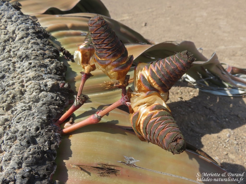 Welwitschia mirabilis, Parc National de la Skeleton coast