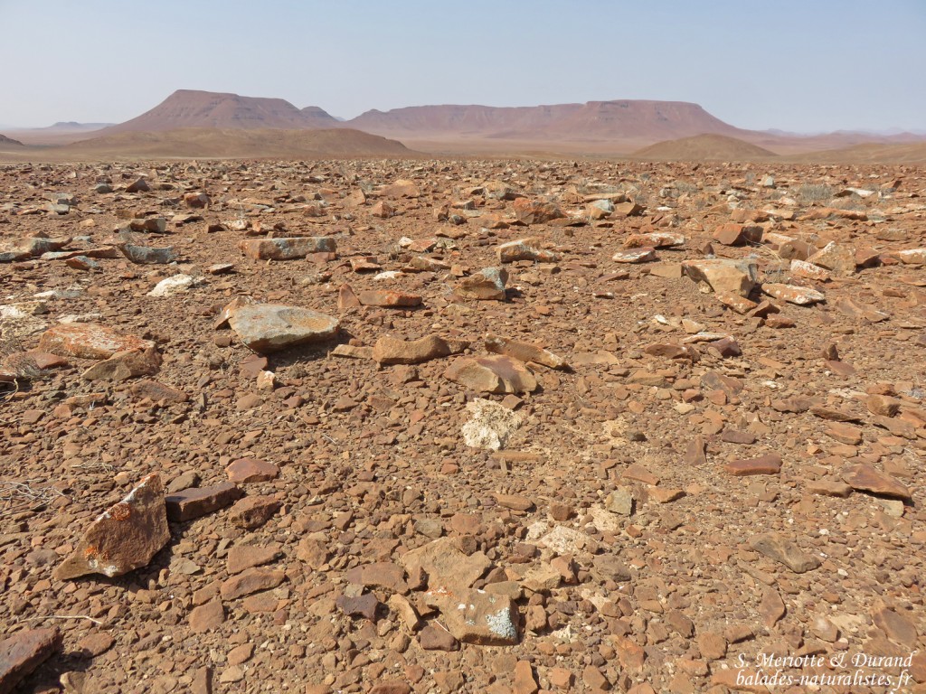 Parc National de la Skeleton coast