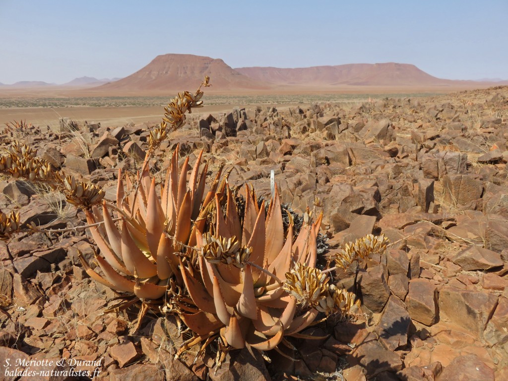 Parc National de la Skeleton coast