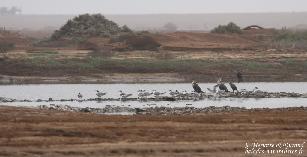 Sterne huppée et Grands cormorans, Skeleton coast