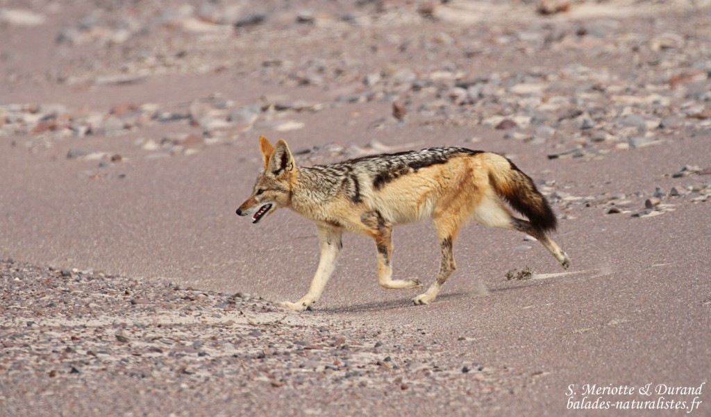 Chacal à chabraque, Skeleton coast
