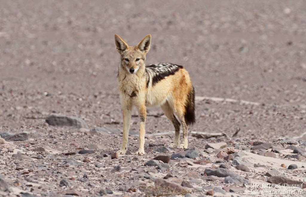 Chacal à chabraque, Skeleton coast
