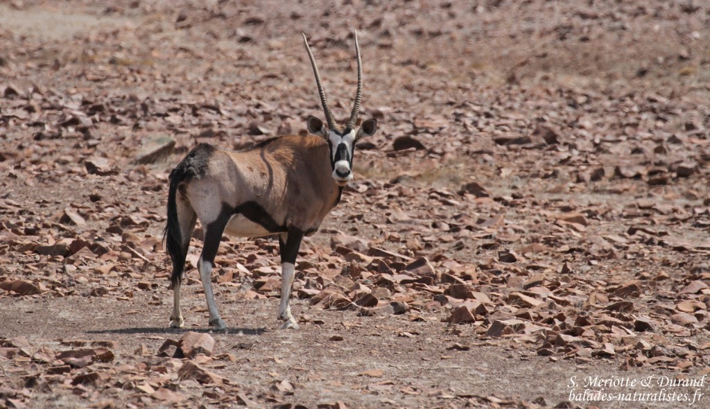 Oryx, Skeleton coast