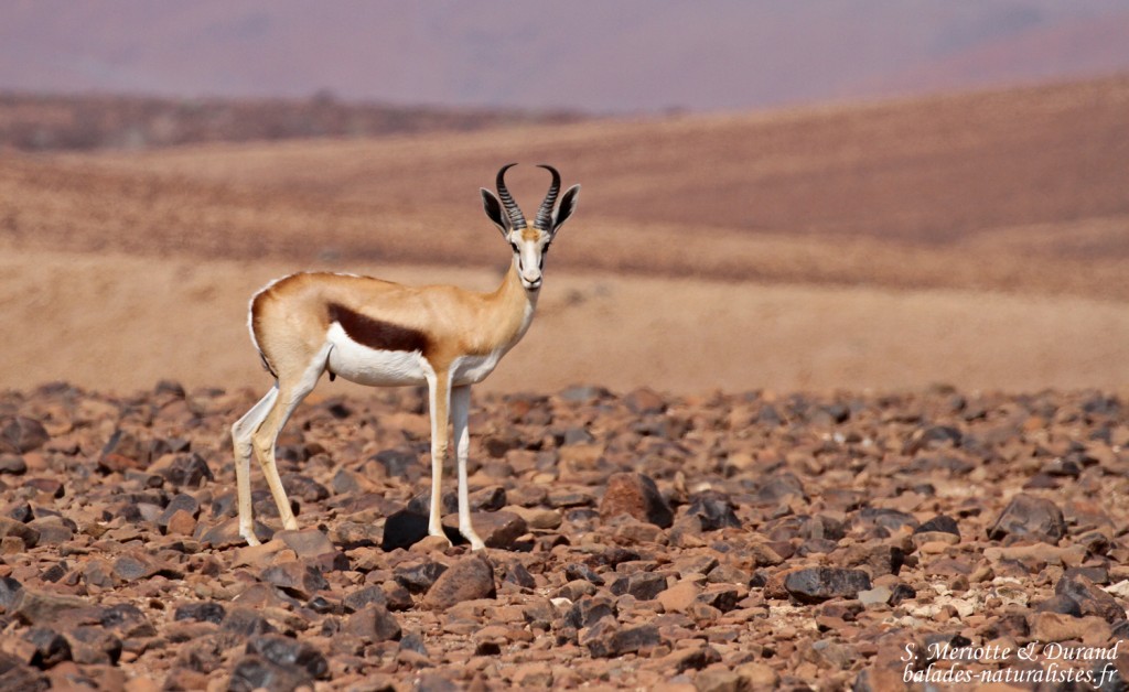 Springbok, Skeleton coast