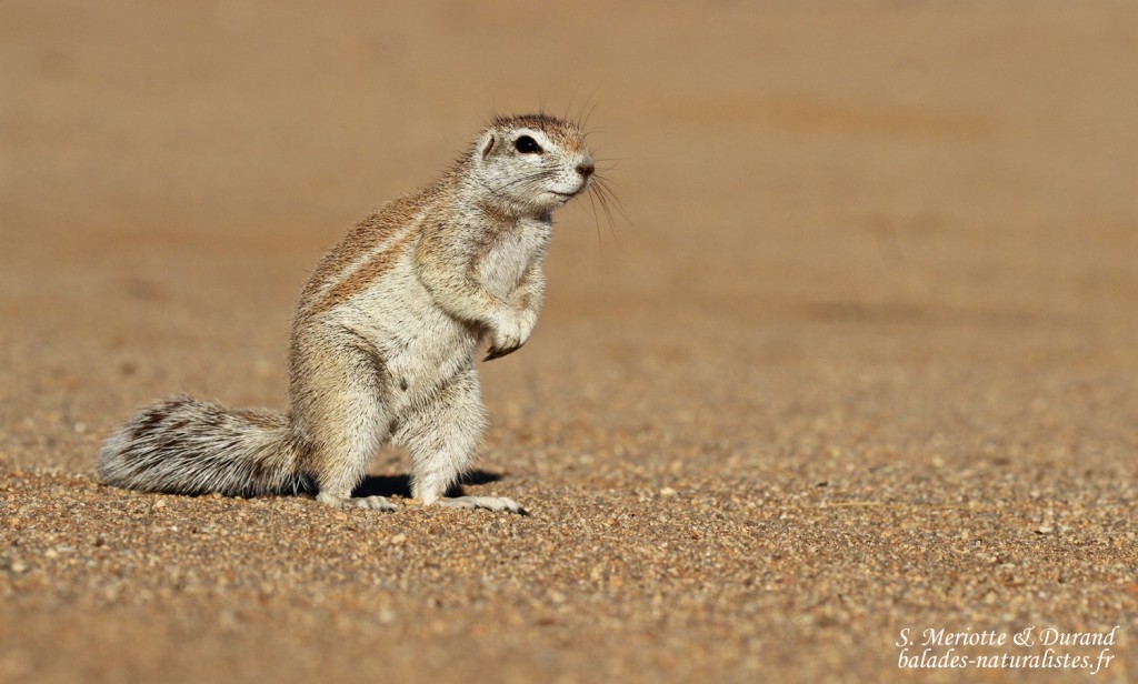 Écureuil terrestre (Solitaire)