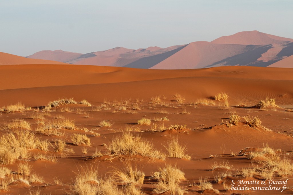 Dunes de Sossusvlei