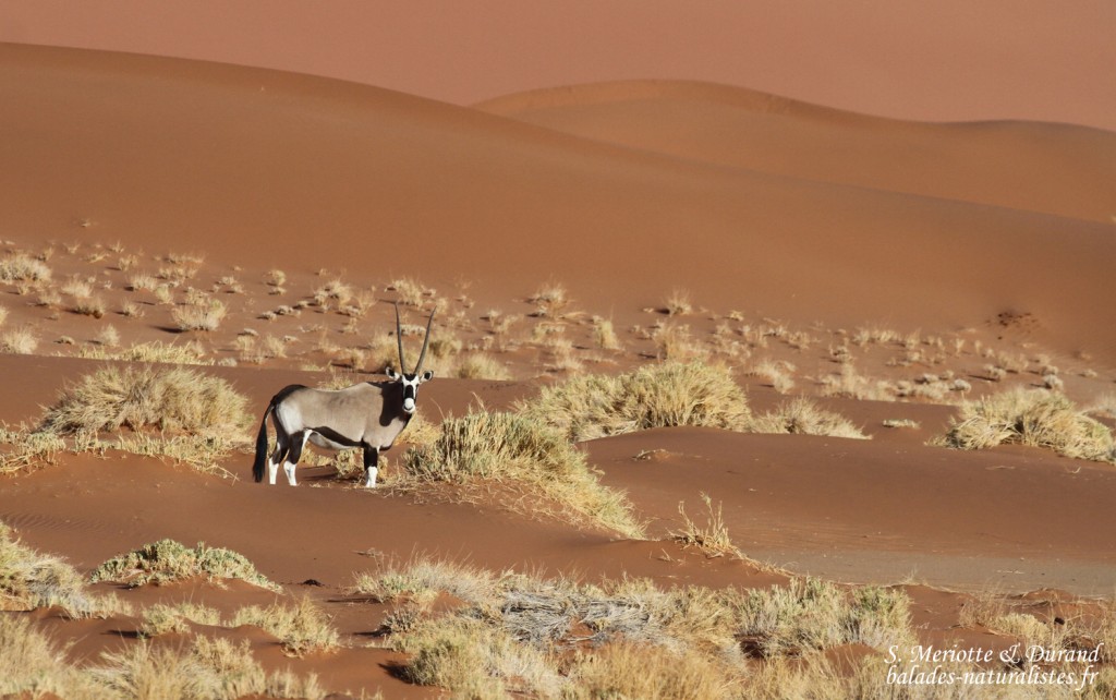 Oryx (Sossusvlei)
