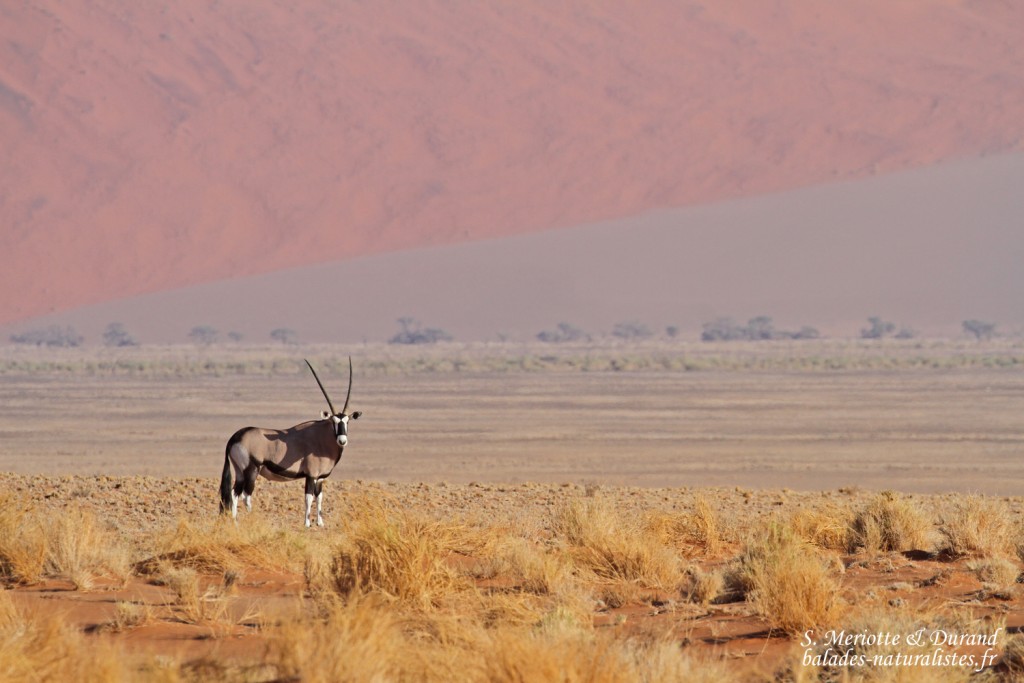 Oryx (Sossusvlei)
