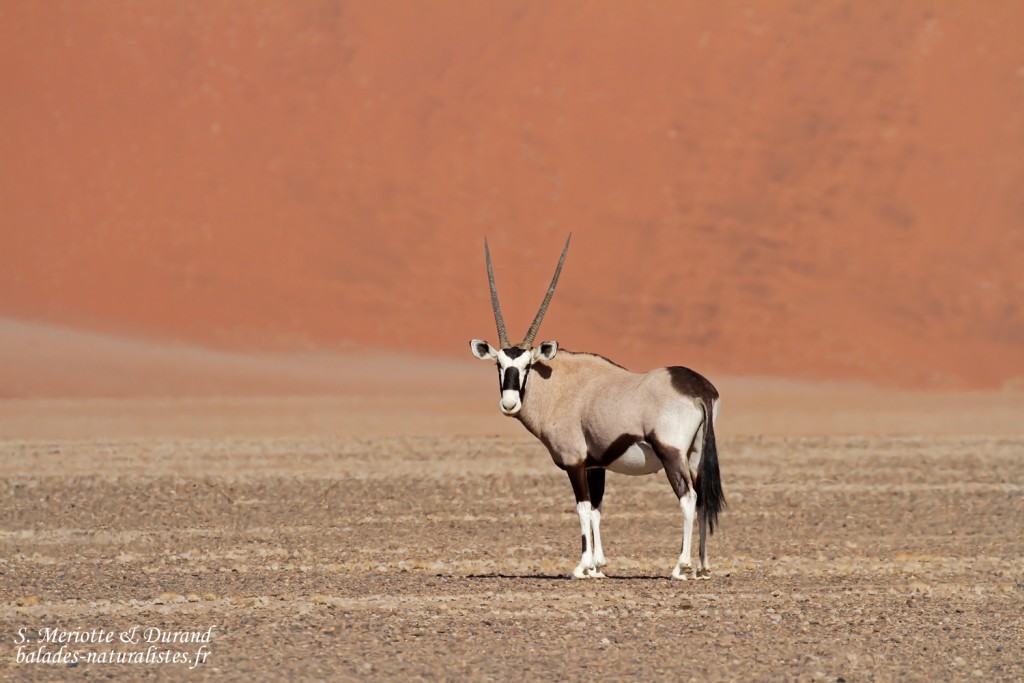 Oryx (Sossusvlei)