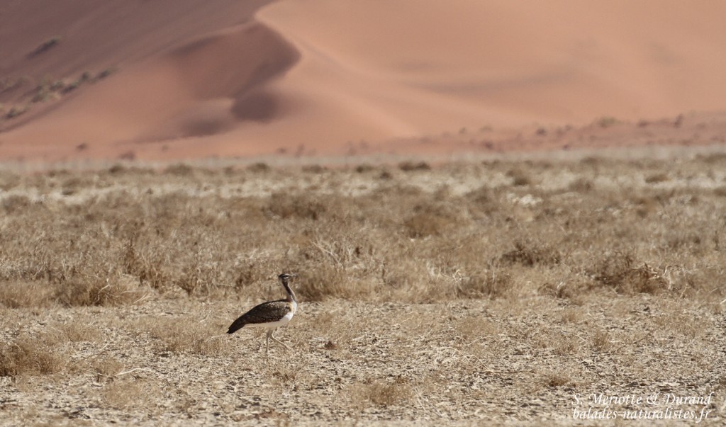 Outarde de Ludwig (Sossusvlei)
