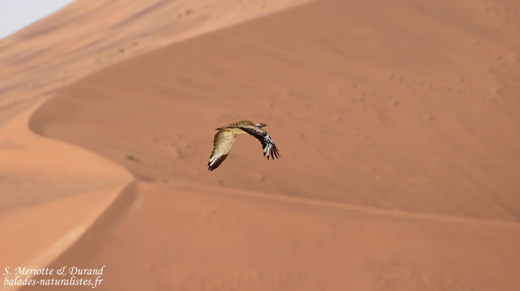 Outarde de Ludwig (Sossusvlei)