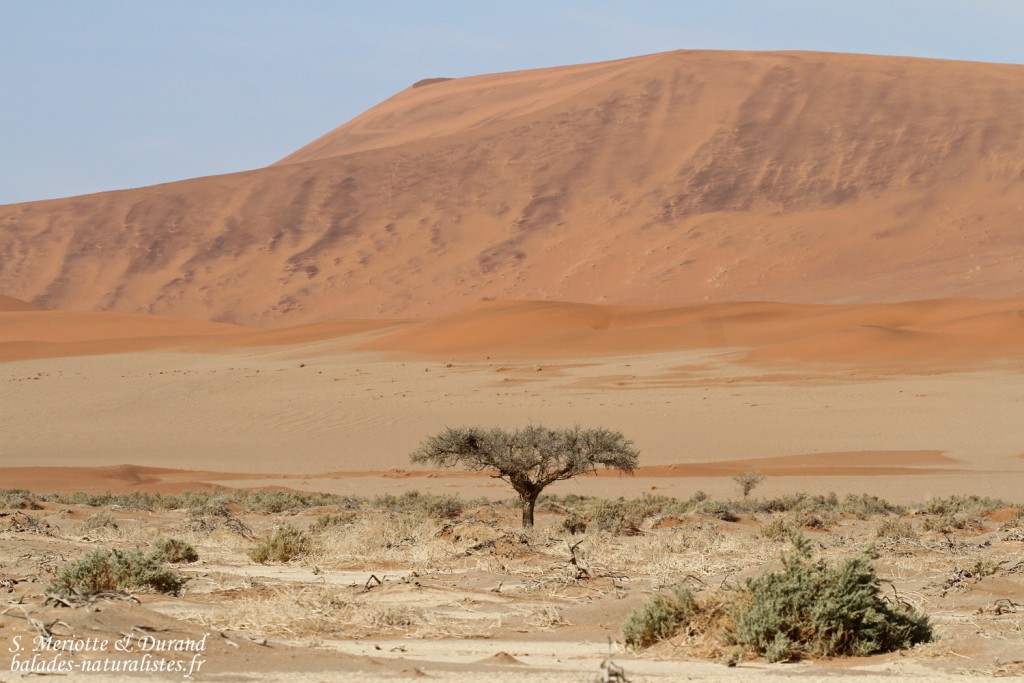 Dunes de Sossusvlei