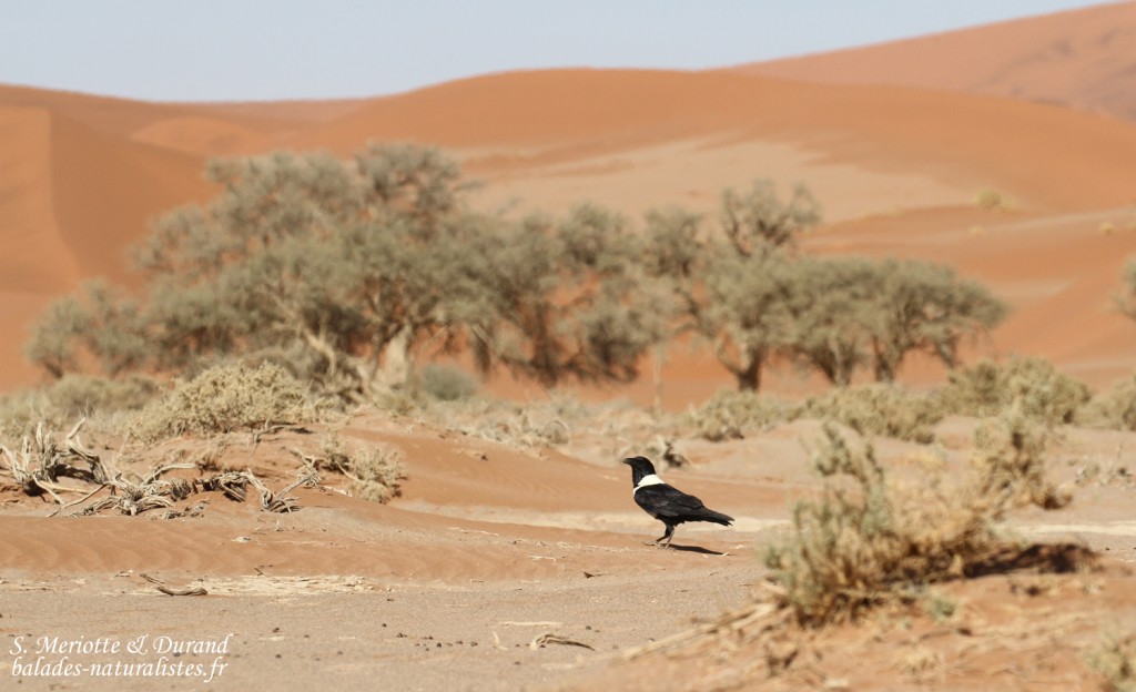 Corbeau pie (Sossusvlei)