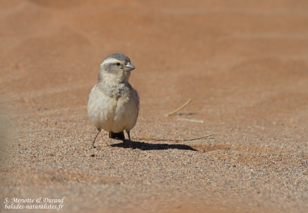 Moineau mélanure femelle (Sossusvlei)