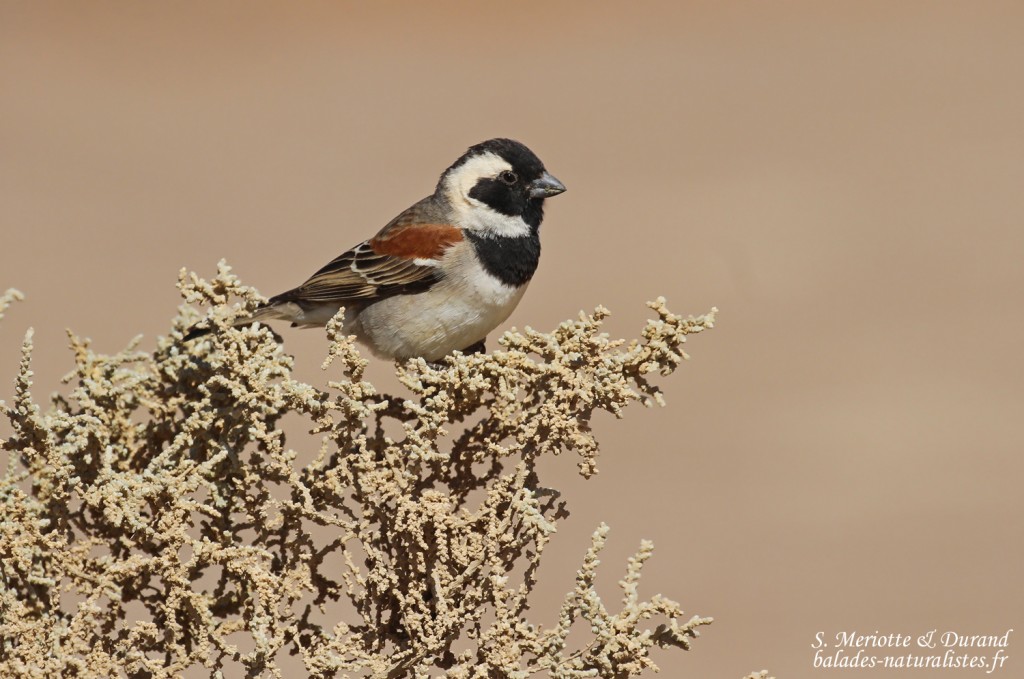 Moineau mélanure mâle (Sossusvlei)