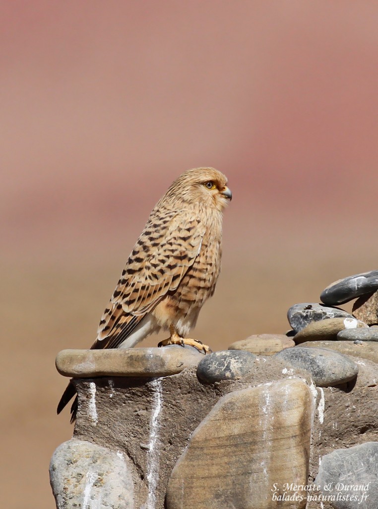 Great Kestrel, Crécerelle à iris blanc (Sossusvlei)