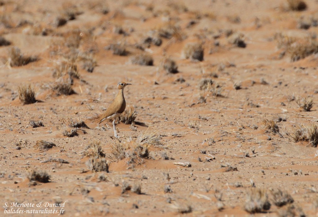 Burchell's Courser, Courvite de Burchell (Sossusvlei)