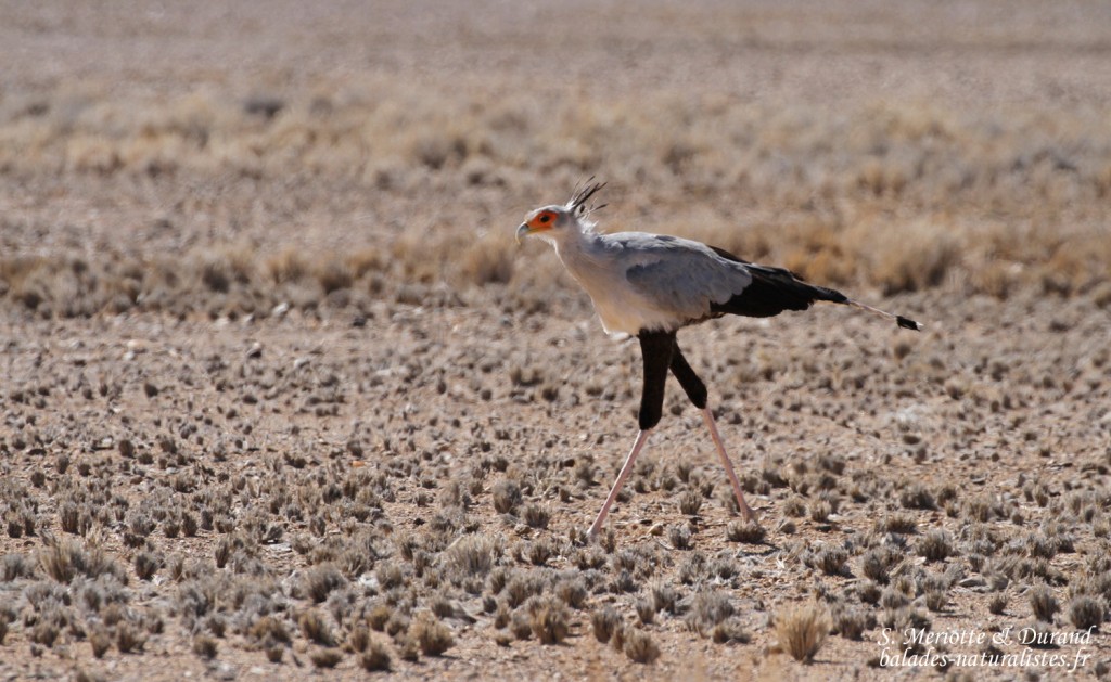 Secrétaire (Sossusvlei)