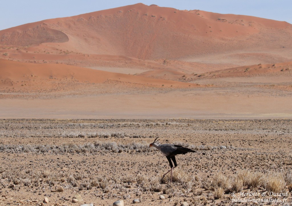 Secrétaire (Sossusvlei)