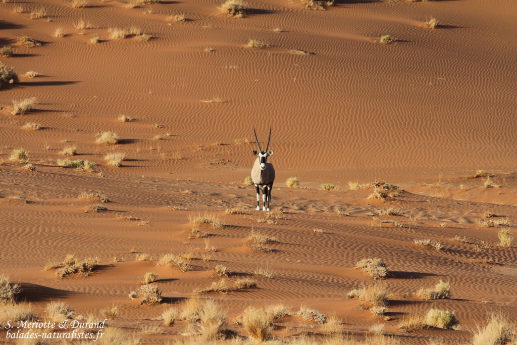 Oryx (Sossusvlei)
