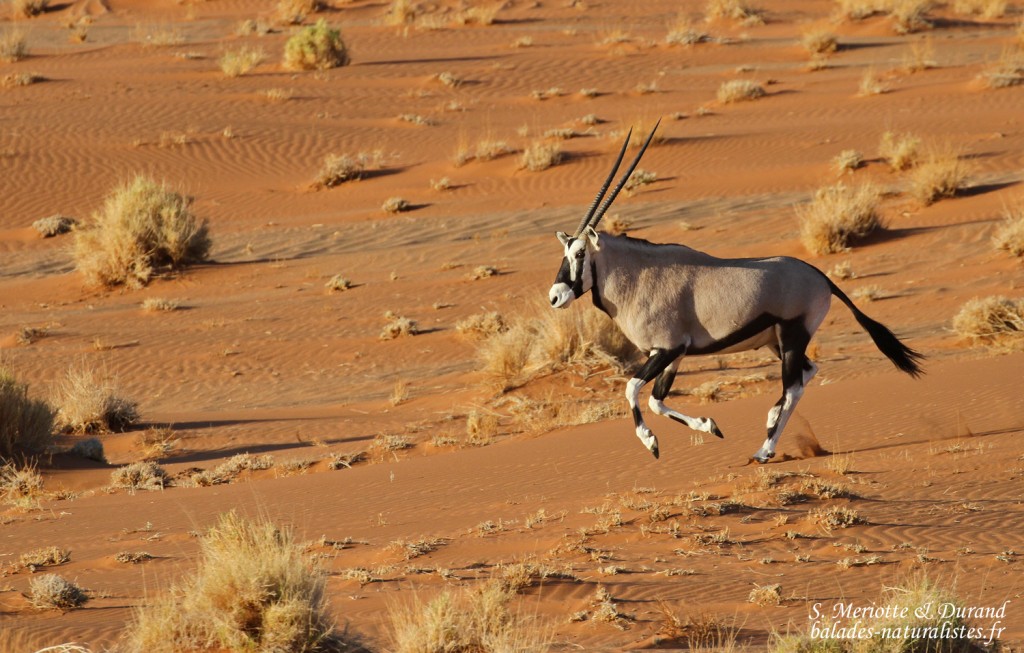 Oryx (Sossusvlei)