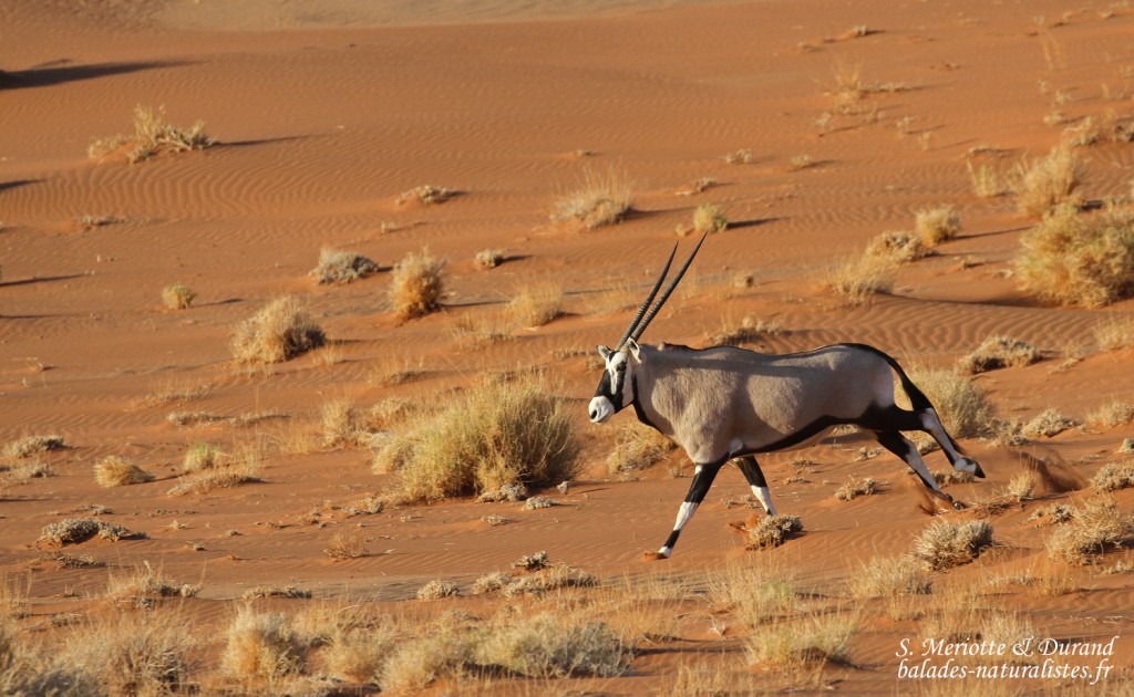 Oryx (Sossusvlei)