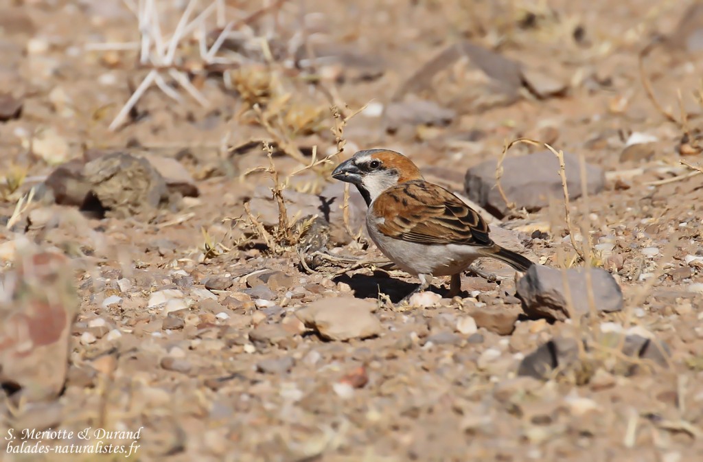 Great Sparrow, Grand Moineau au sud de Windhoek
