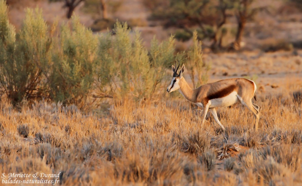 Springbok, Sestriem