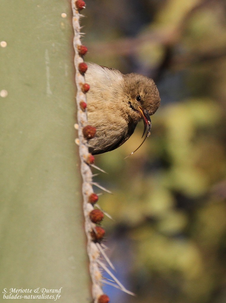 Dusky sunbird, Souimanga fuligineux, Trans-kalahari camping, près de l'aéroport