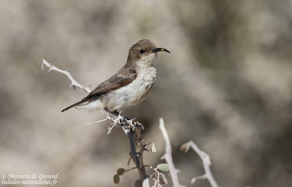 Dusky sunbird, Souimanga fuligineux au sud de Windhoek