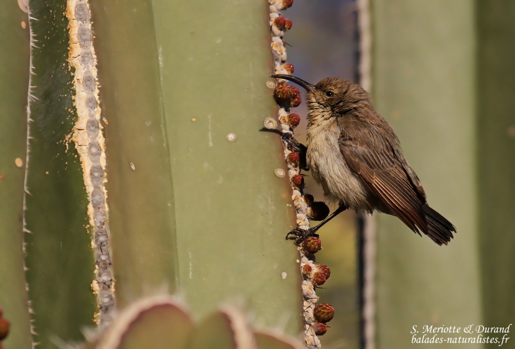 Dusky sunbird, Souimanga fuligineux, Trans-kalahari camping, près de l'aéroport