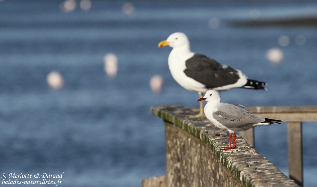 Mouette de Hartlaub et Goéland dominicain (Walvis Bay)