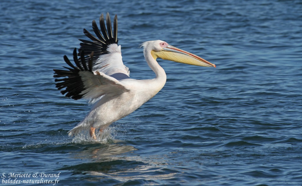 Pélican blanc (Walvis Bay)