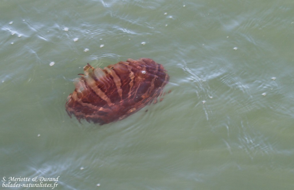 Méduse (Walvis Bay)