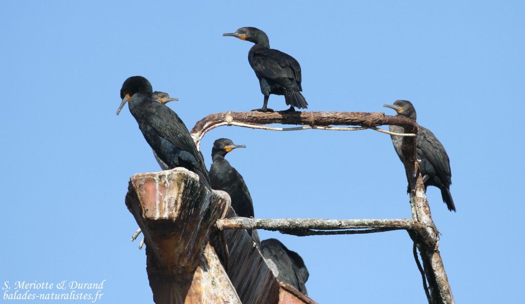Cormoran du Cap (Walvis Bay)