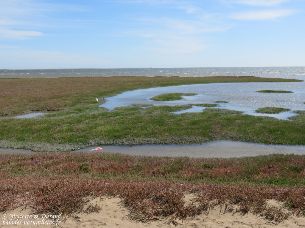 Les salins de Walvis Bay