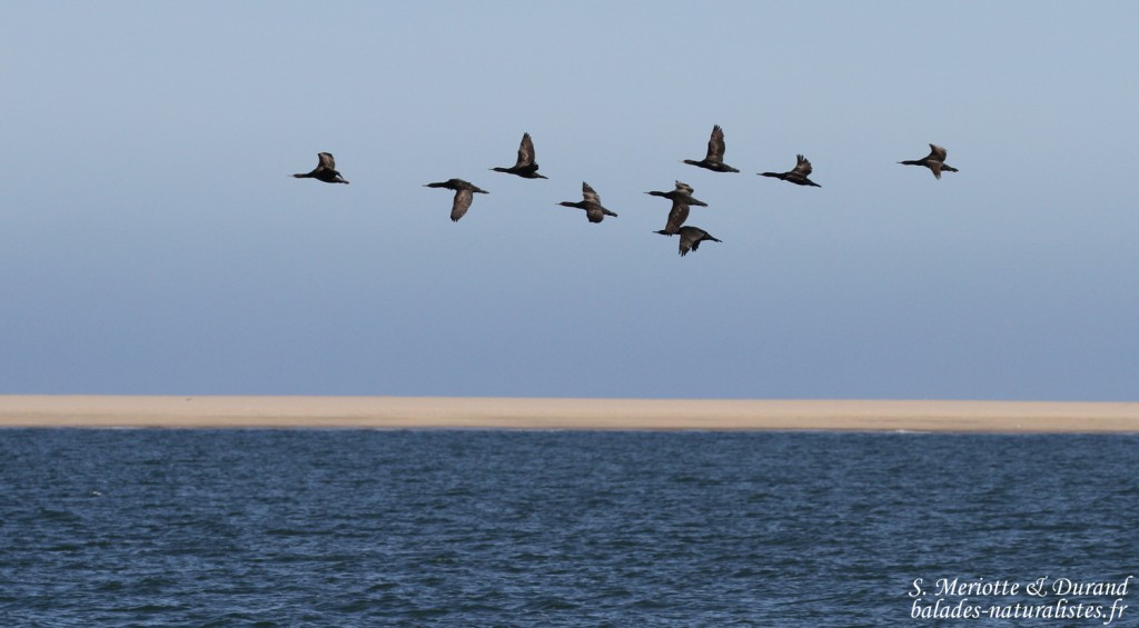 Cormoran du Cap (Walvis Bay)