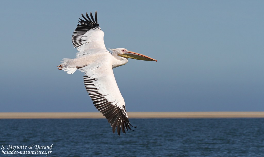 Pélican blanc (Walvis Bay)